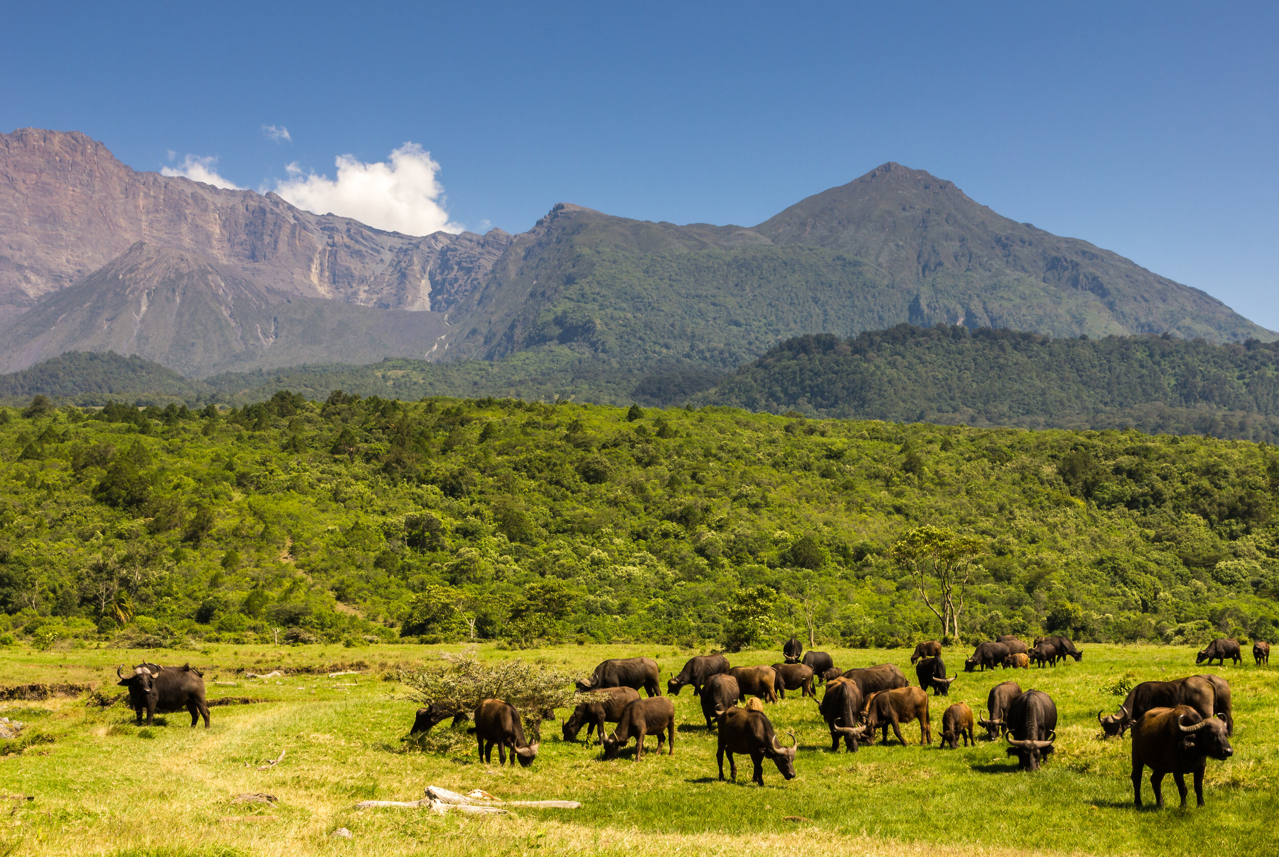 Mount Meru gives Arusha its distinctive skyline and creates a dramatic introduction to northern Tanzania.