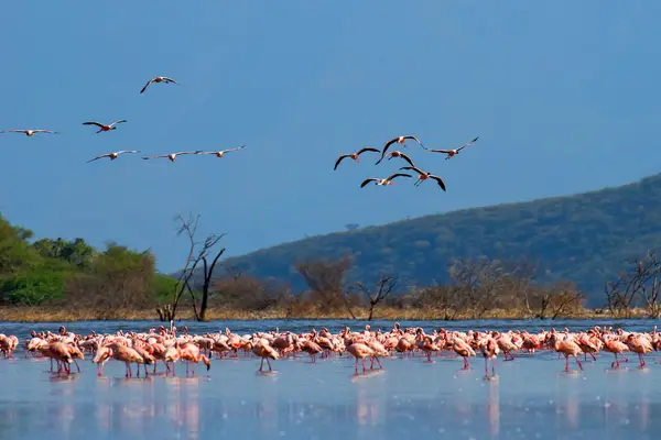 Lake Manyara