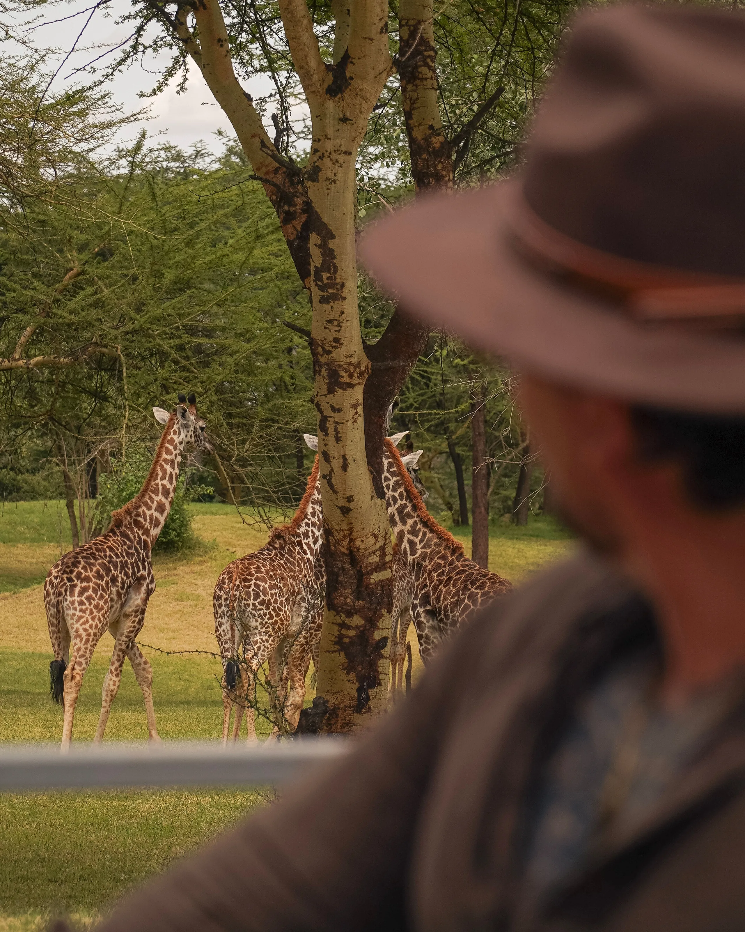 Giraffe Manor Tanzania — photo 1