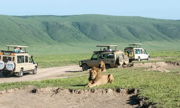 1-Day Ngorongoro Crater Safari