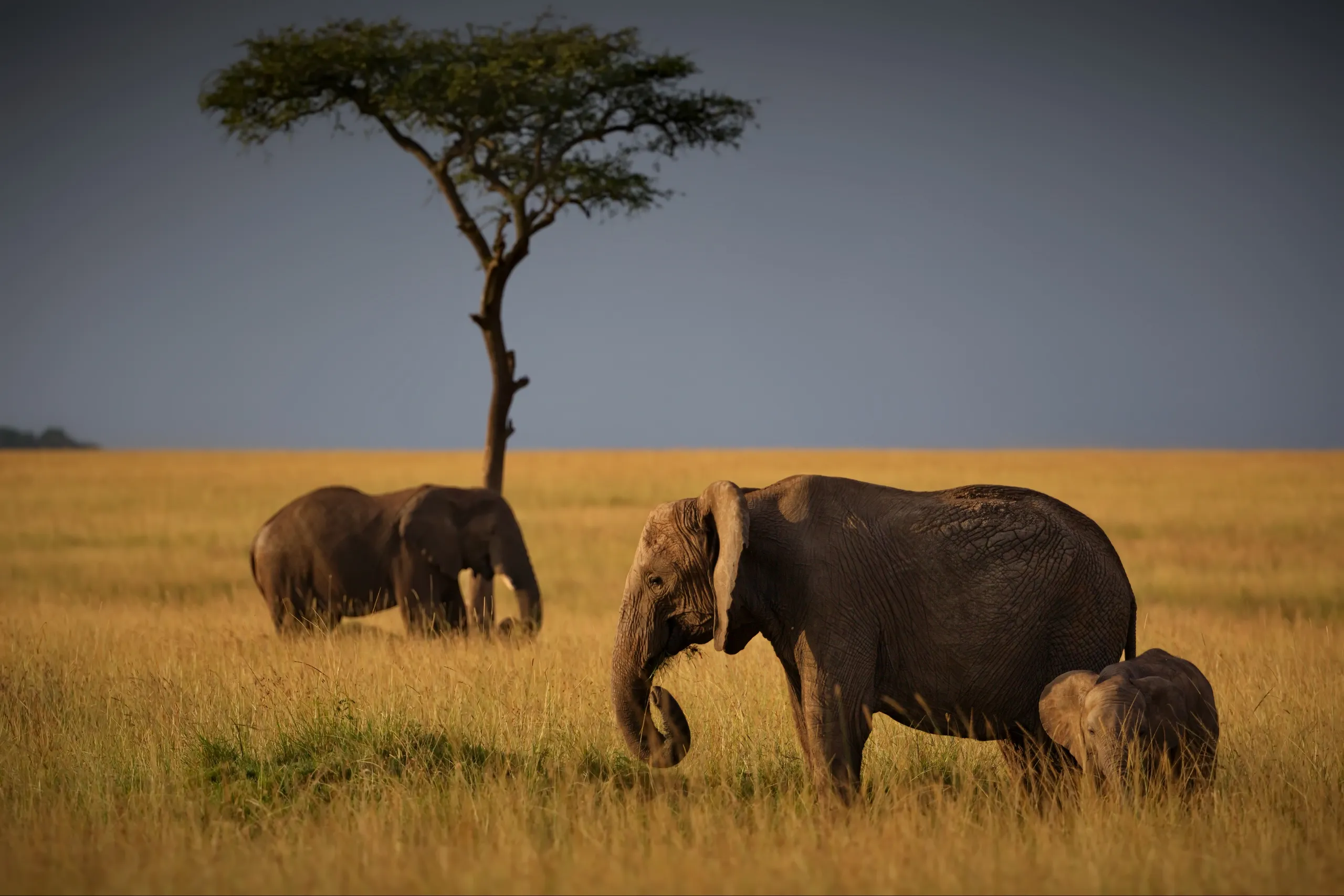 Tanzania Safari & Zanzibar from Dubai