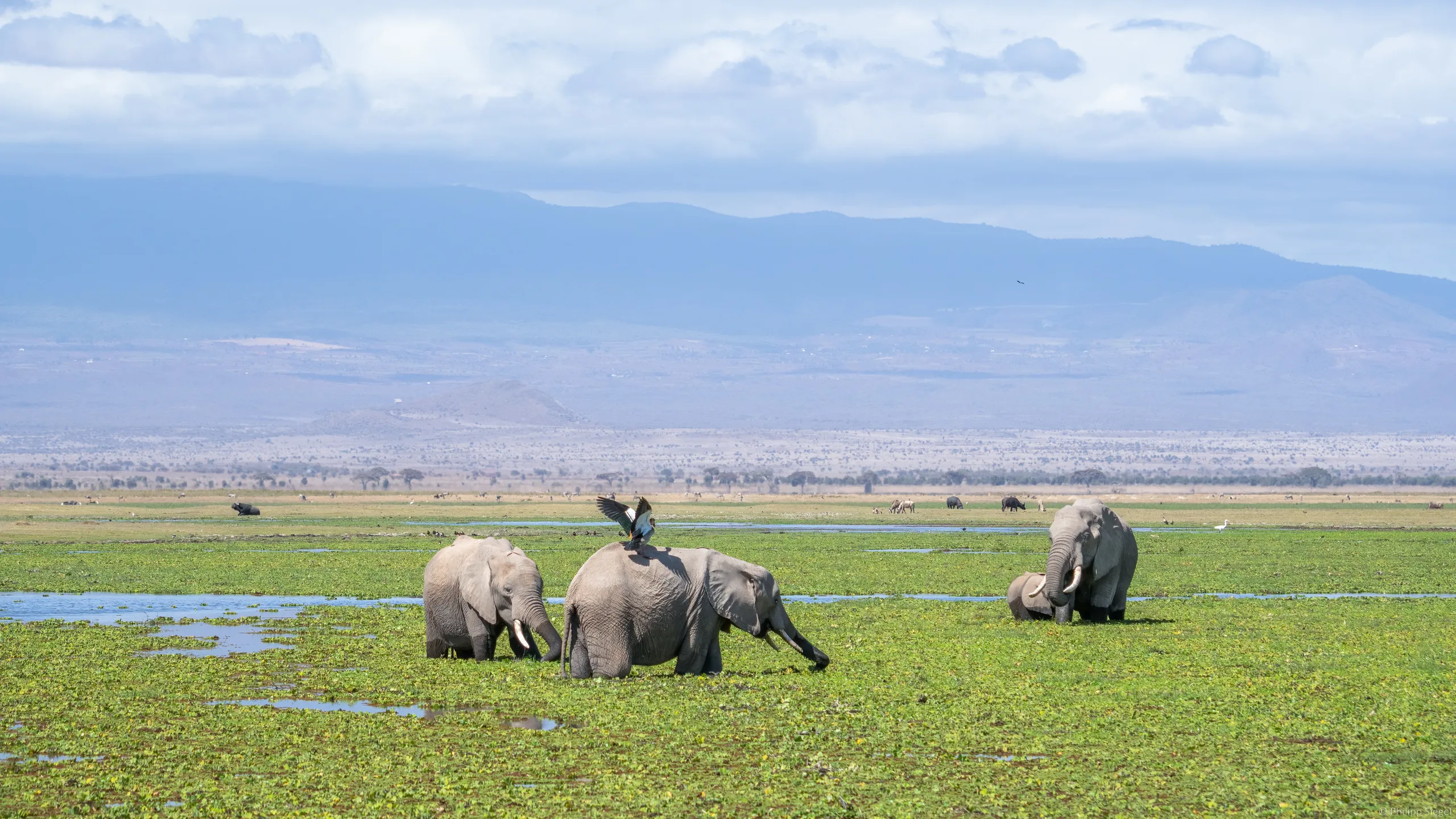Photography Safaris