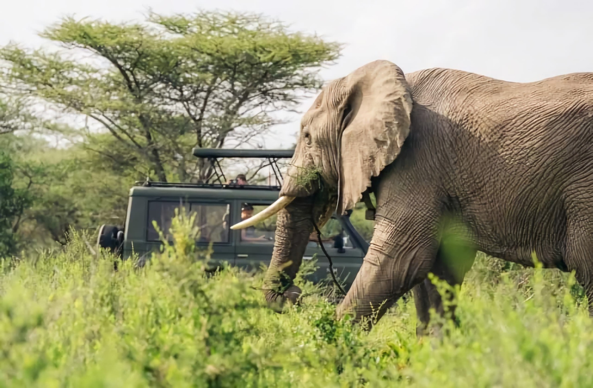 7-Day Tanzania Safari & Zanzibar  From Dubai
