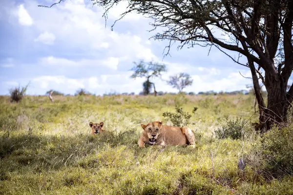 5 Day Safari From Zanzibar