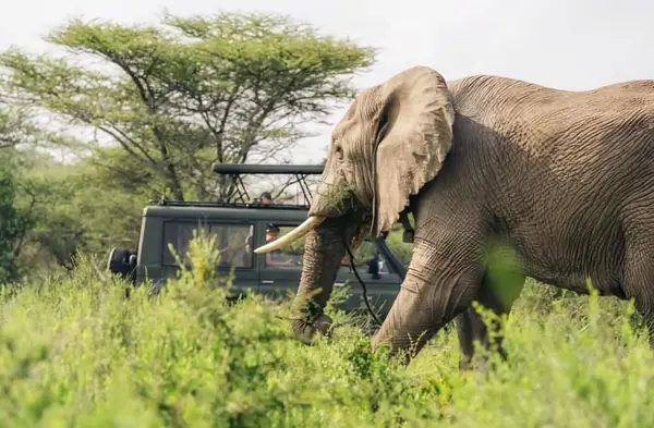 Tanzania Safari