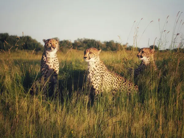 10 Day Classic Tanzania Safari