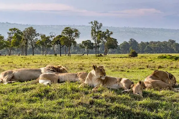 Tanzania Safari